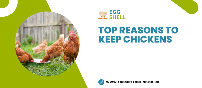 Top Reasons To Keep Chickens