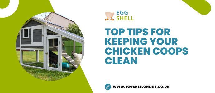 One of the best ways to keep your chickens healthy and happy is by ensuring they have a clean space to sleep. Chicken coops protect them from the elements and ensure they are safe from predators. The chicken coop is also where your chickens will roost and lay their eggs. Cleaning might not be the most pleasant task, but regular cleaning can actually help to make the task less taxing. By keeping on top of the cleaning with daily maintenance, you can minimise the work and ensure that it never gets too unpleasant. Follow these tips to help keep your chicken coops hygienically clean and your flocks healthy. The daily clean You need to carry out a quick clean every day to help remove damp or soiled material and replace this with new sawdust. How long this task takes will all depend on how messy your chickens are. Some well-trained chickens will always head to their roosting boxes to leave their waste. And if your chickens have free roam of a chicken run during the day, they’ll be less likely to make a mess in their coop. The weekly clean Once a week, you need to remove everything from the chicken coop and give it a good clean. This will help to reduce the risk of infestations from parasites like red mites, as they won’t have anywhere to hide. Remove everything from the coop and wash down the floors with a chicken-friendly disinfectant. In the summer, you can hose down the coop completely and allow it to dry in the sun. Pay close attention to the roosting box as this will be where the majority of the waste is found. Start by sweeping out the waste and then using a spray cleaning and water before scrubbing the area. Vinegar is a highly effective cleaning product that will eliminate bad smells without leaving behind a smell that will bother your chickens. The deep clean Around once a month, you may want to consider a deep disinfection cleaning to help prevent the build up of smells and to eliminate the risk of parasites causing problems with your chickens. You could use a pressure washer to get into the cracks and crevices and remove all traces of mites and their eggs. Boiling water is also a highly effective way to deal with parasites. Make sure the space is dry before adding fresh bedding and sawdust on the ground. You should also pay close attention to the chicken feeders and drinkers and make sure you deep clean them at least once a week. Algae build up can be dangerous for your chickens so it’s vital to keep the drinkers and feeders hygienic. Coop maintenance As you are cleaning the chicken coop, make sure you check for signs of dampness or leaks. Address any issues with the roof or walls quickly to keep your chickens happy and healthy. It might be necessary to replace the roof felting after some time, so keep an eye on its condition. If there are cracks or breaks in your feeders or drinkers, replace these as a matter or urgency. Cracks and breaks will not only make them less efficient, but they can also leak, or they can allow bacteria to build up. If you have vents to increase air flow, check that they aren’t blocked as this can quickly lead to a build up of moisture which can make the space damp and unpleasant for your birds. With a daily routine, you can make light work of the weekly clean, which will make the deep cleaning process much easier. And all of this will contribute to a healthier and happier flock.
