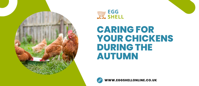 Caring For Your Chickens During The Autumn