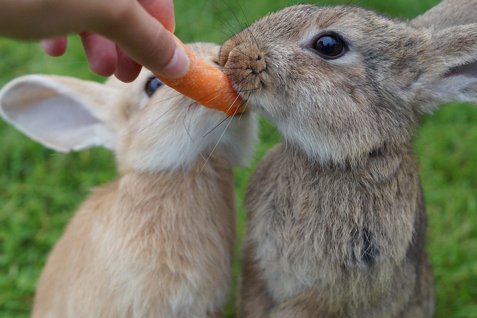 rabbit eating carrot
