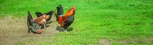 h Chicken