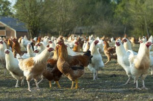 Cluster of chickens