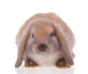 Small brown fluffy Rabbit facing forward.