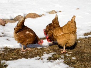 3 chickens out in the snow