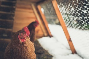 Chickens in a coop outside with snow.
