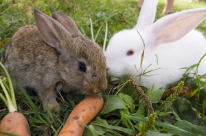 Rabbits eating 