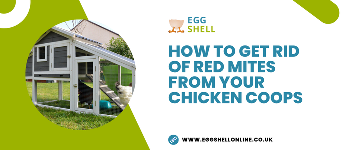How To Get Rid Of Red Mites From Your Chicken Coops