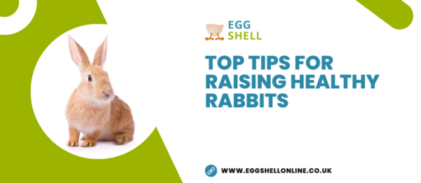 Healthy Rabbitry Top Tips For Raising Healthy Rabbits