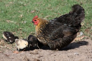 Hen and Chicks 