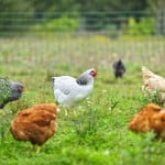 a variety of chickens roaming free on grass.