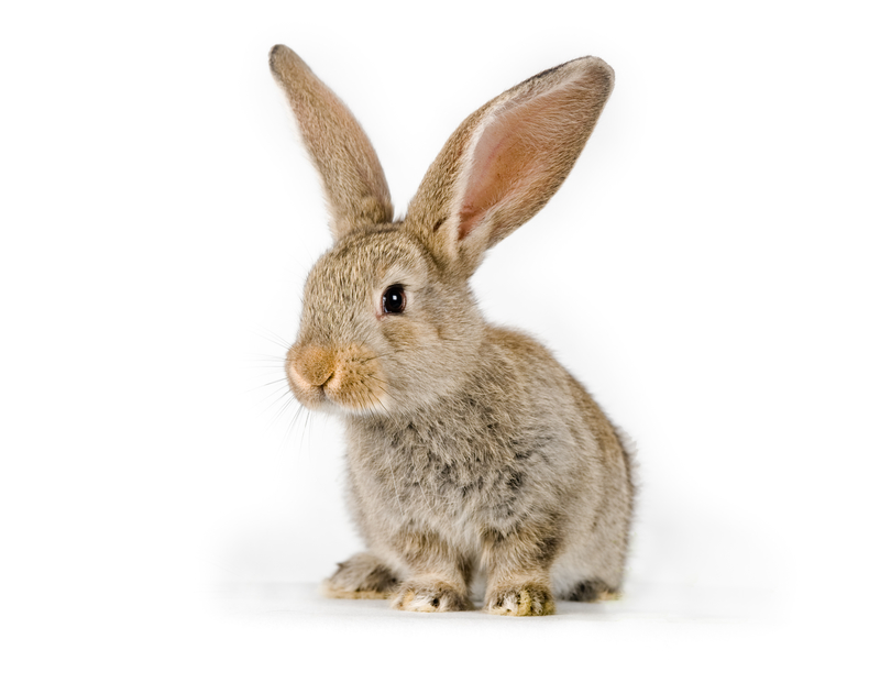small brown rabbit posing for camera