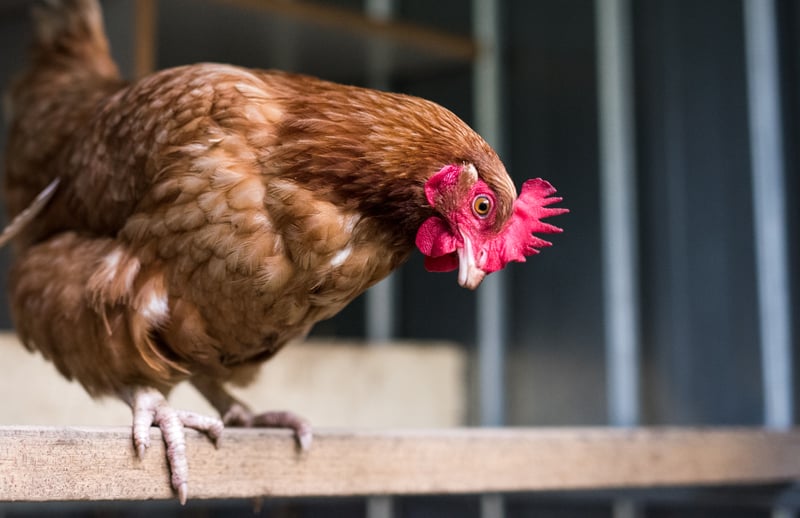 Brown feathered chicken sitting on perch in a chicken coop