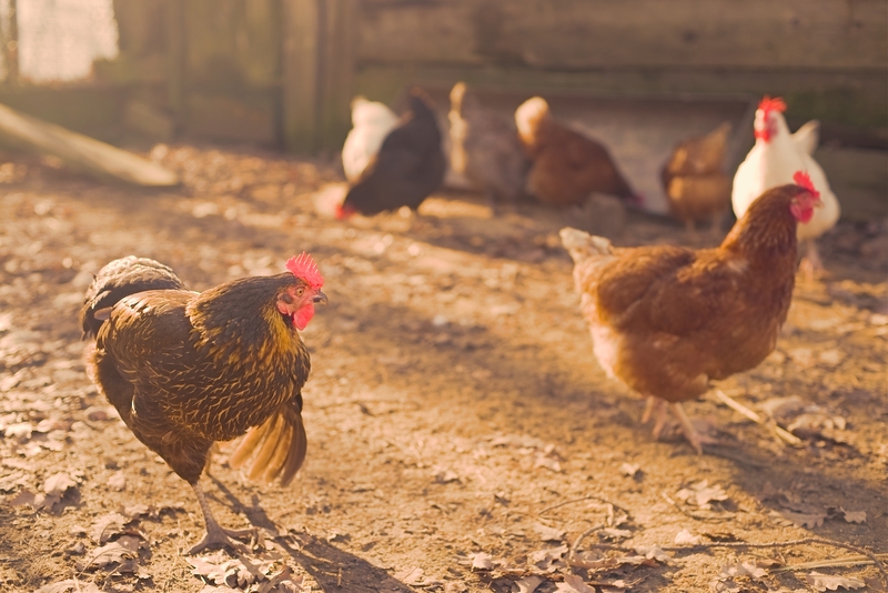 7 chickens in the foreground and background eating food from the floor.