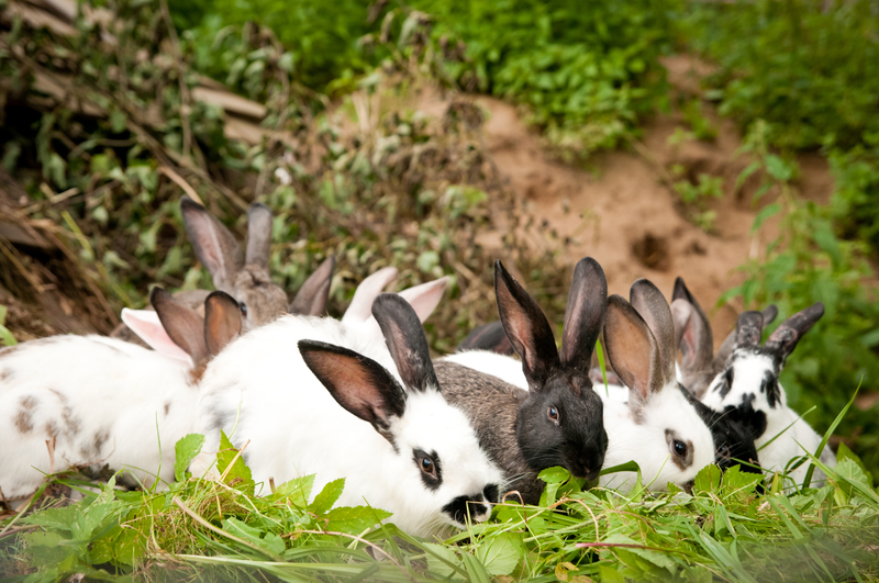 rabbits in the grass