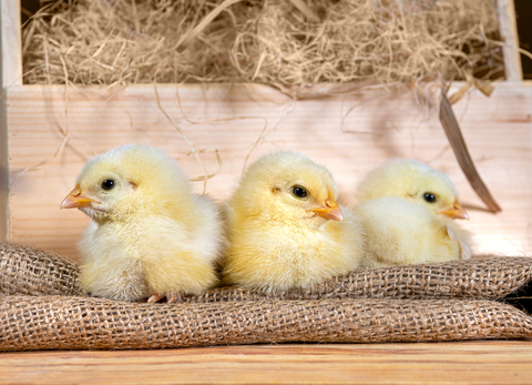 3 yellow fluffy chicks sitting on a brown woven bag in front of some straw.