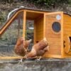 2 Chickens using the Noah's Ark chicken coop
