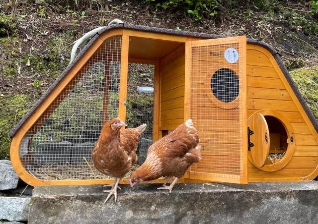 2 Chickens using the Noah's Ark chicken coop