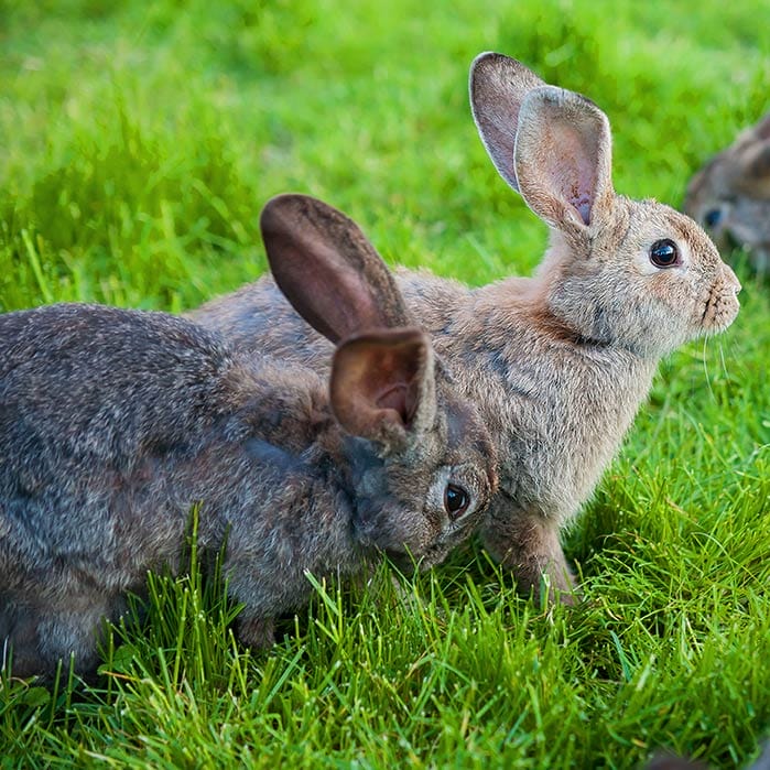 Rabbits in green grass
