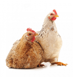 Two Chickens white background