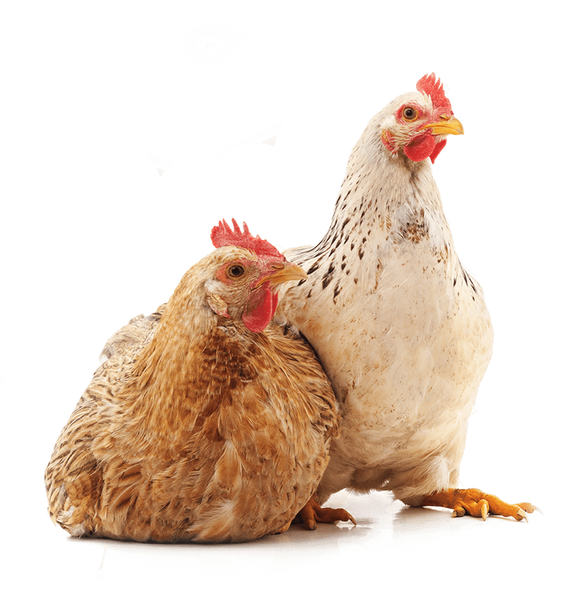 Two Chickens white background