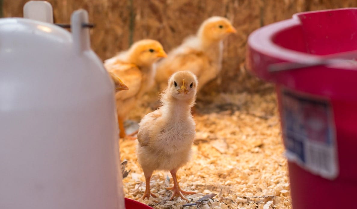 Chick in pen