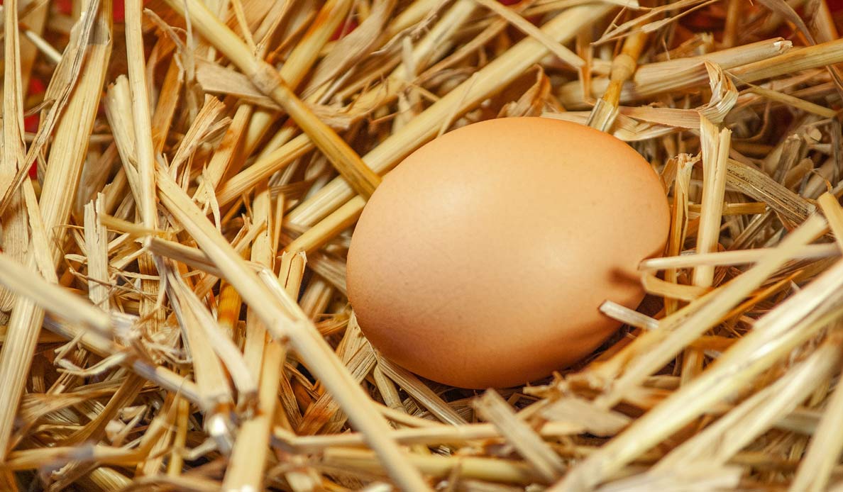 How Many Eggs Do Chickens Lay