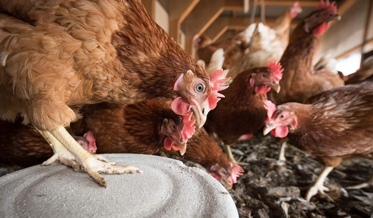 Chickens in pen