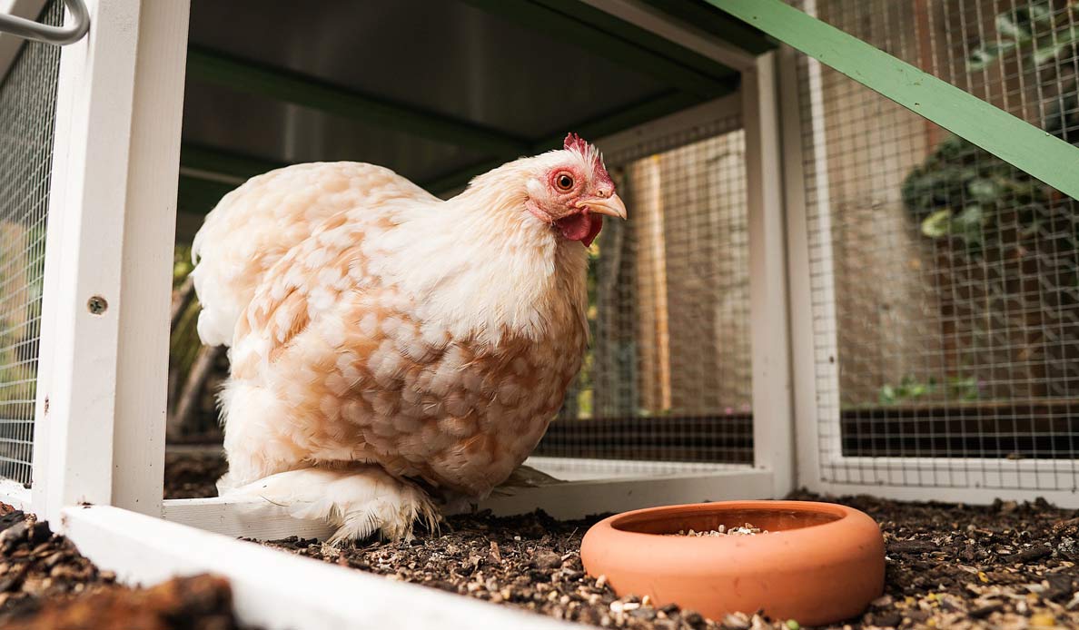 Hen sitting in chicken coop, near food bowel