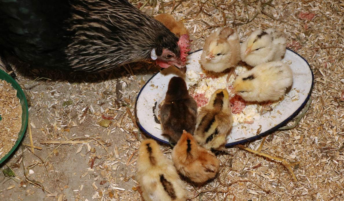 Chickens Feeding