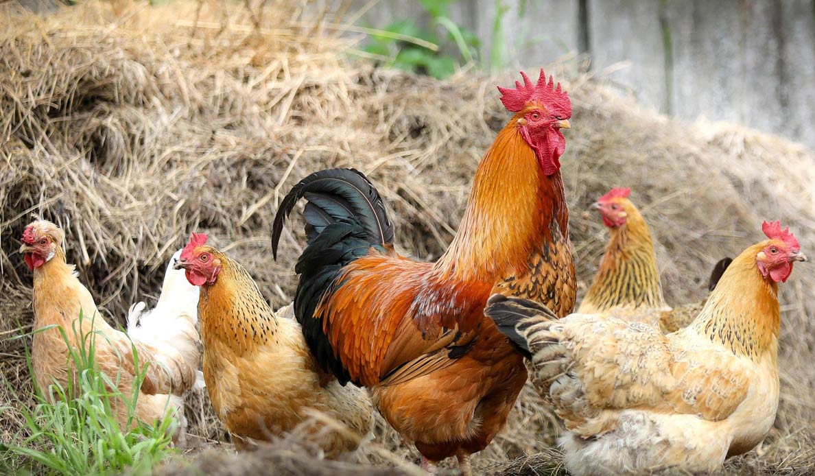 Group Of Chickens