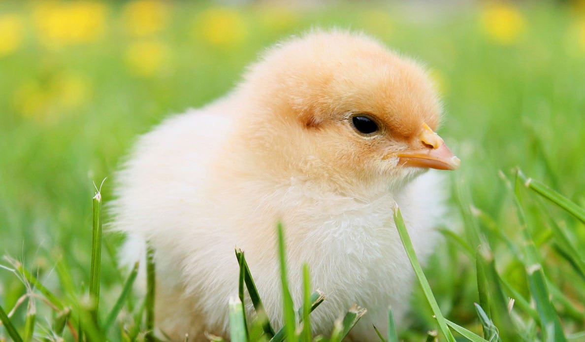Young Chick Image