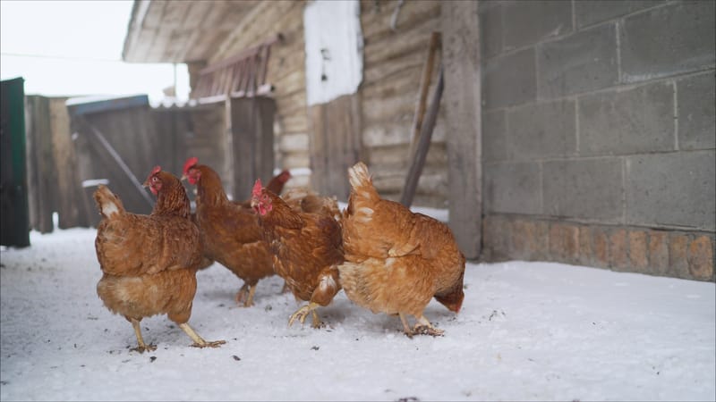 Chickens in Winter