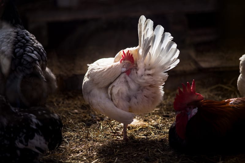 white feathered chicken in the sunlight