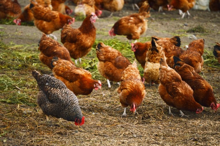 How Much Coop Space Does A Chicken Need? Eggshell Online