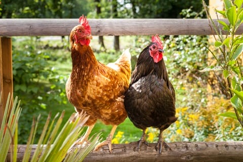 Chickens perching on a wooden bench