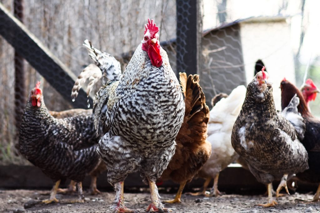 Flock of chickens roaming around on the ground