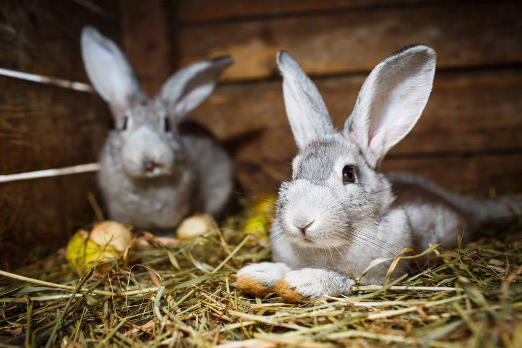 2 rabbits eating in a hutch