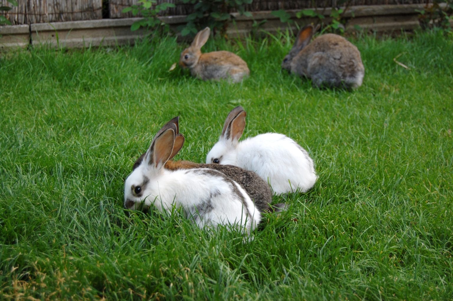 Are Rabbits OK In The Rain? Eggshell Online