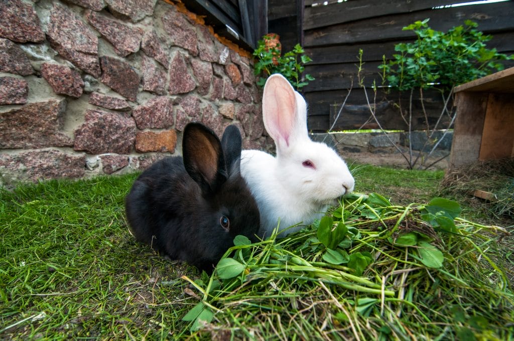 2 rabbits sitting in back garden, nibbling on some fresh greens.  