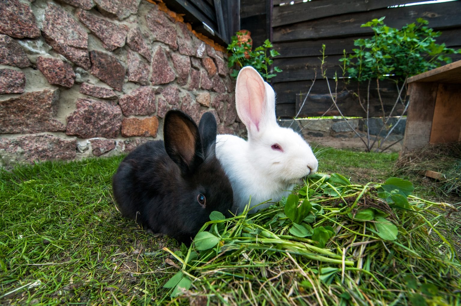 Are Rabbits OK In The Rain? Eggshell Online