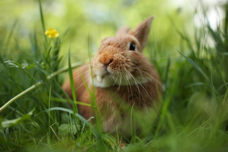 rabbit in grass