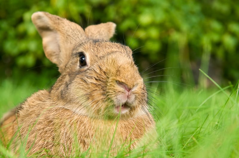 rabbit in grass