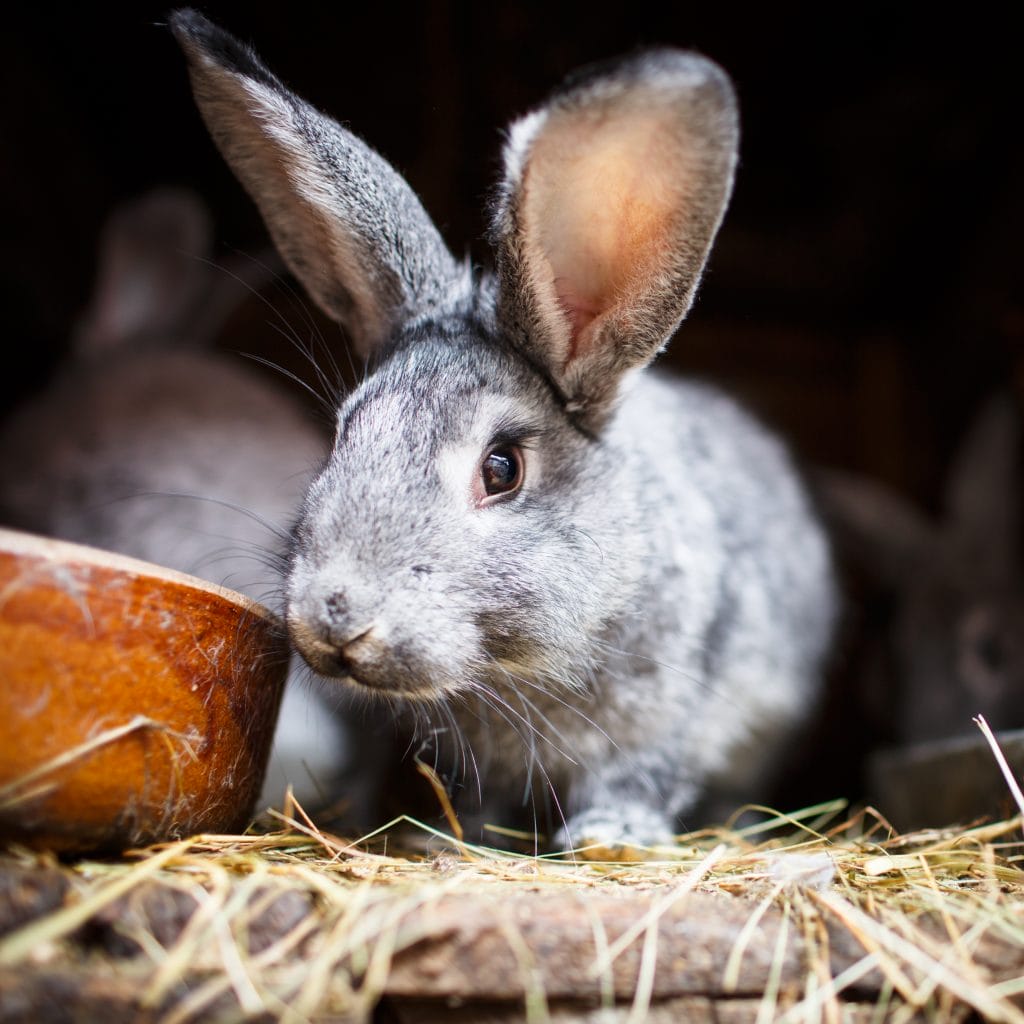 Rabbits sitting in a hutch