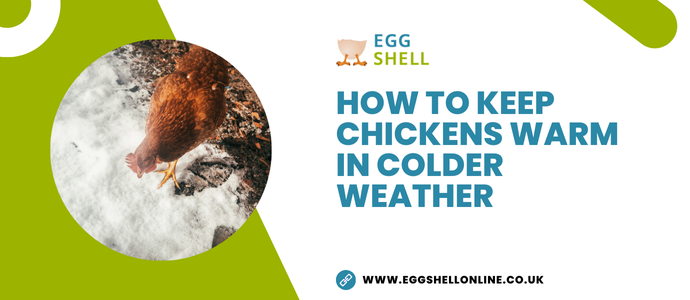 Keep Your Chickens Warm In Colder Weather