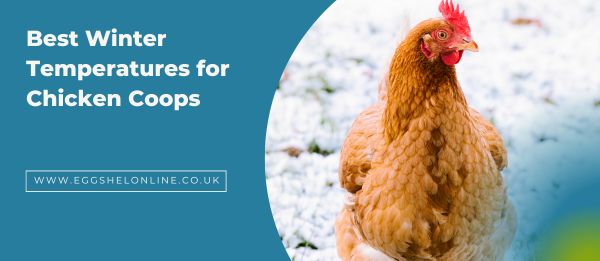 Best Winter Temperatures for Chicken Coops