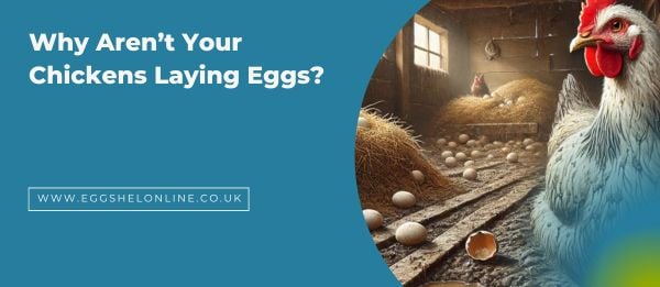 Why Aren’t Your Chickens Laying Eggs?