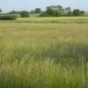 2KG Meadow Hay - Image 3