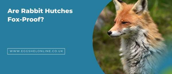 Are Rabbit Hutches Fox-Proof?